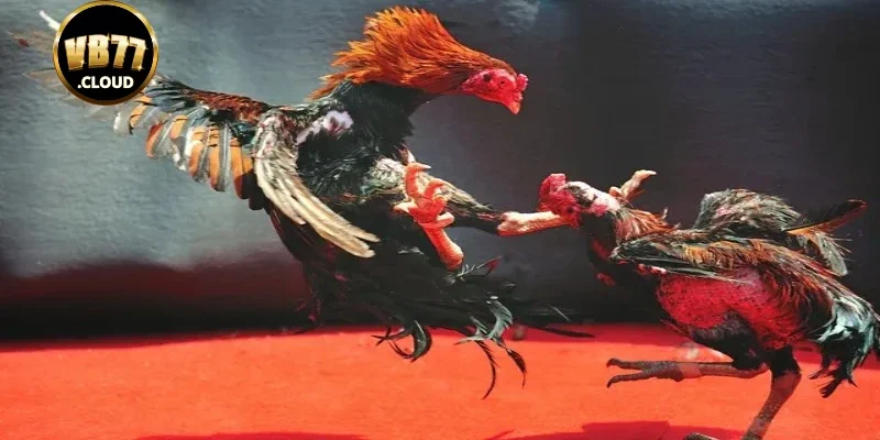 Bí quyết cá cược đá gà trực tuyến hiệu quả